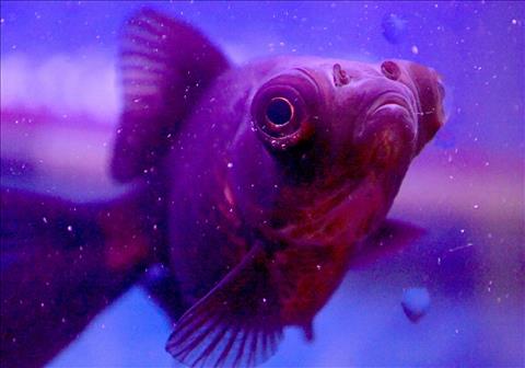 Fishy